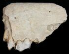 Oreodont (Merycoidodon) Jaw Section - South Dakota #10534-1